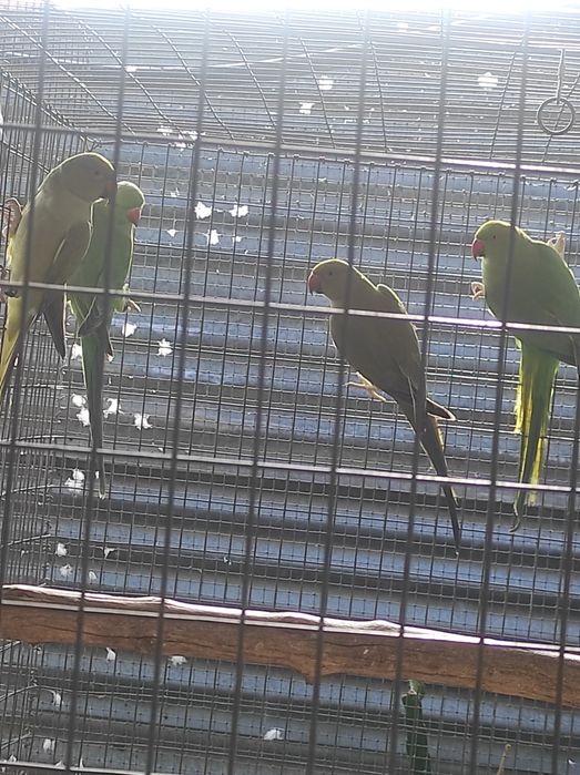 Ring Necks (vários)