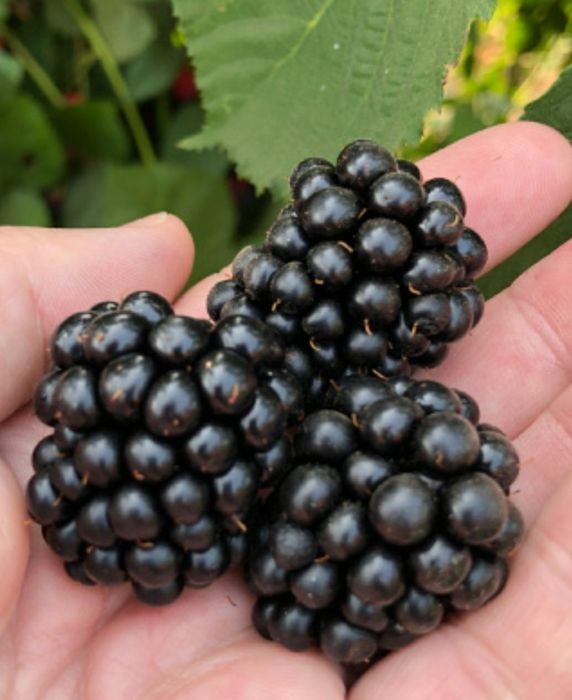 Amoreira Preta (Robus Fruticosus)