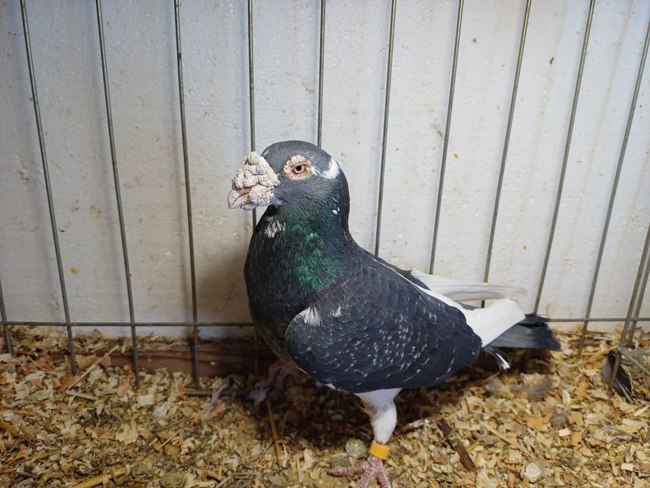 Golebie staropolskie