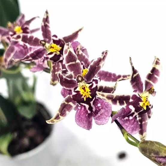 Orquidea oncidium titanium