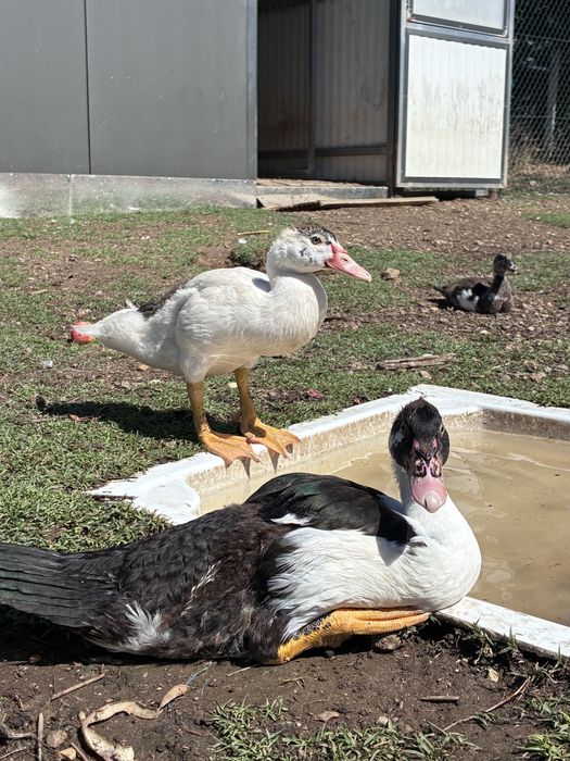Patos mudos pequenos