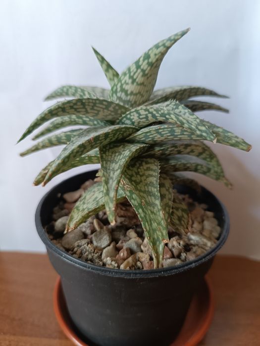 Алое Раухи Рауха Snow