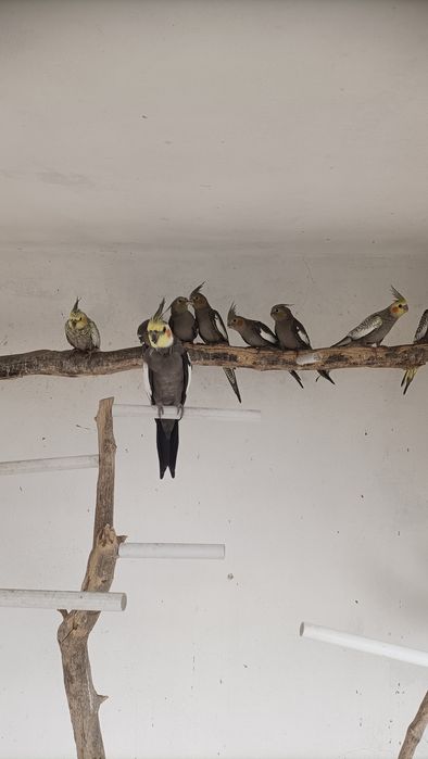 Caturras deste ano