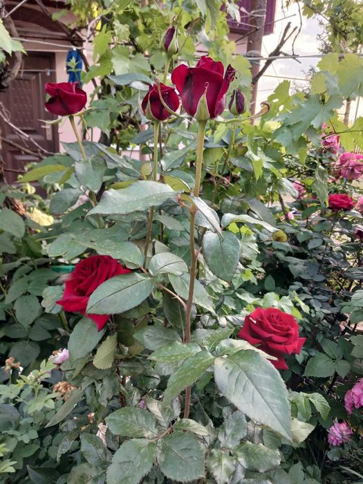 Продам будинок с.Збараж, Козятинський р-н, Вінницька обл.