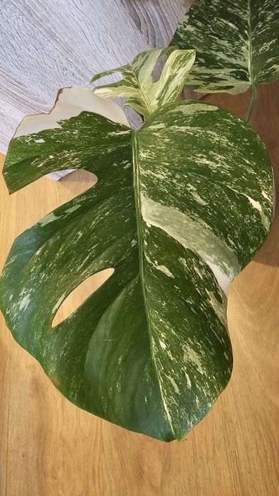Sprzedam monstera deliciosa variegata..okazja