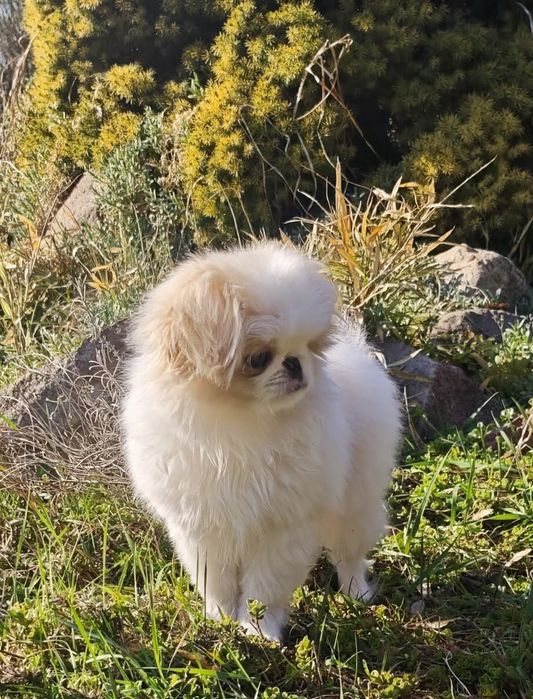 Japan chin, chin japoński