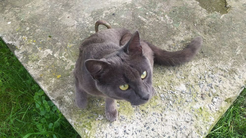 Знайдено котика кота кішку Південно Захід