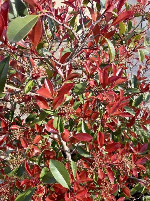 Plantas Fotínia 'Red Robin' em floreira ,Altura 1,25mts