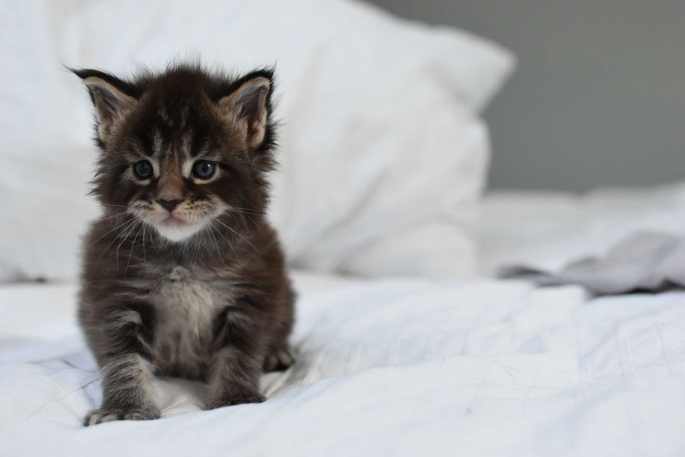 Maine Coon/Rodowód FPL