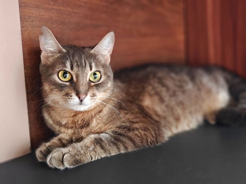 Красуня кото-подружка Мурка, 1р, кішка, кіт, стерилізована