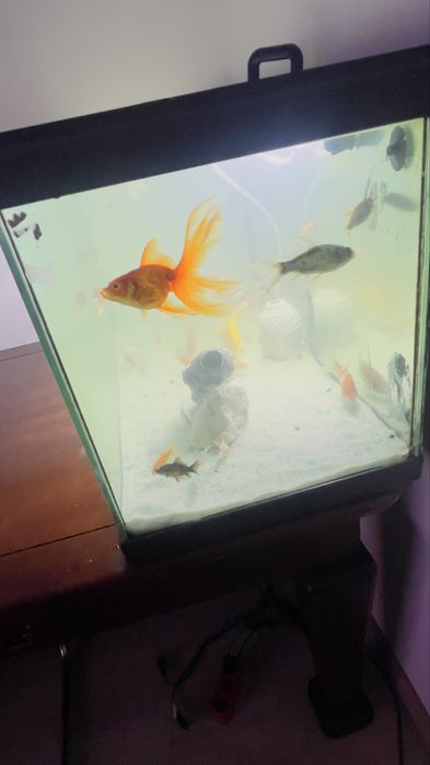 Vendo Aquario por flata de uso