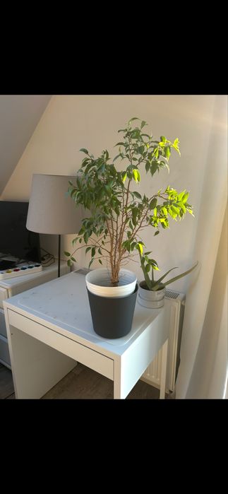 Kwiat Beniamin piekny