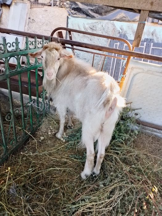 Продам  2-х Козлов