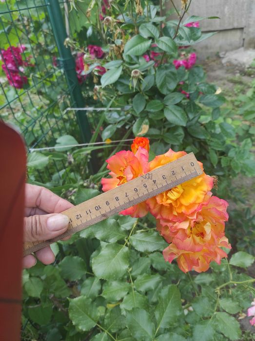 Продам два куща роз