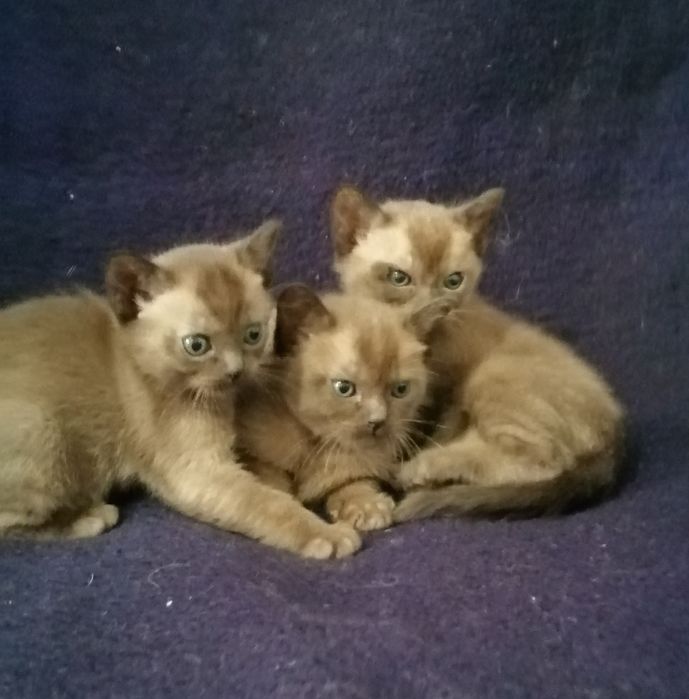 Американская бурма. Вязка. Кот.