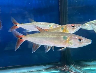 Red Tail Barracuda Acestrorhynchus falcatus Барракуда краснохвостая