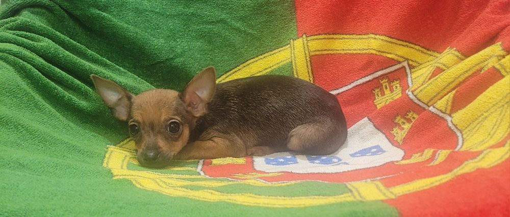 Pinscher miniatura femea
