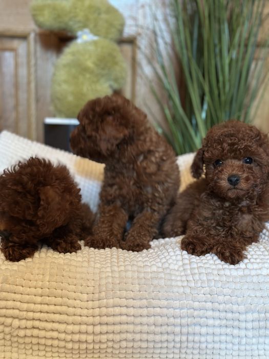 Пуделя на любой бюджет