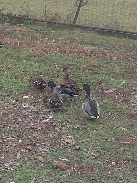 Утка Кряква охотничьи