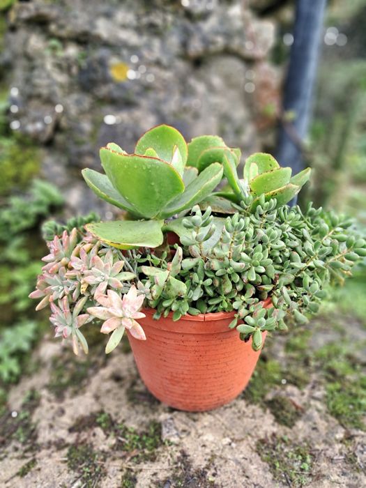 Planta decorativa de baixo consumo de água. Vaso grande (32 cm altura)