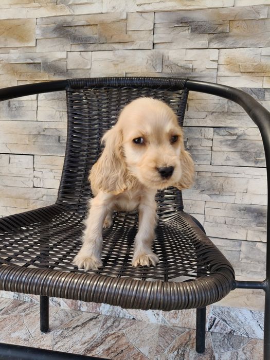 Cocker spaniel angielski pies