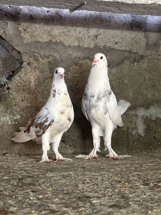 Pombos de raça e mestiços