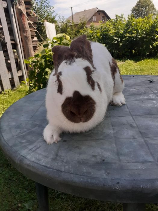 Продам Самка робоча..