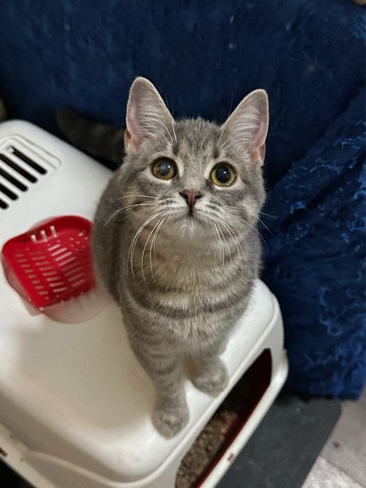 Кошеня Люсі шукає дім