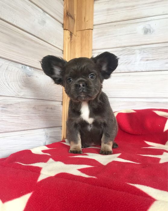 Дівчинка блакитна флаффі 2.5 місяці