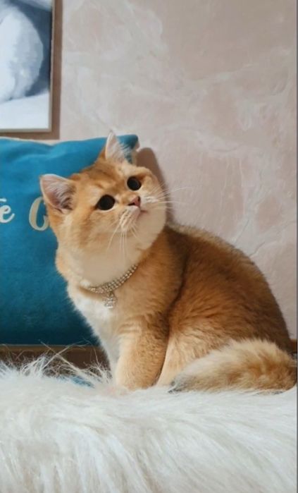 Золотий британский шиншила