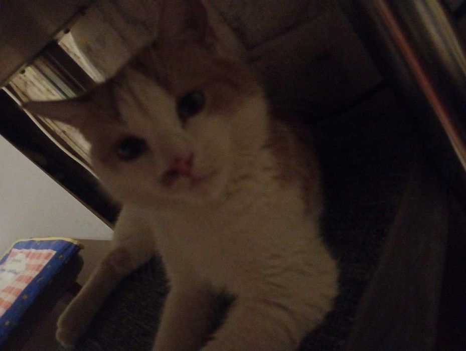 Отдам котёнка в добрые руки