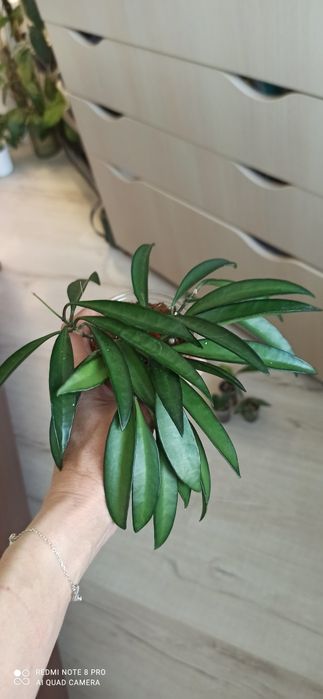Hoya callistophylla, dischidia, finlaysonii, ETS 10