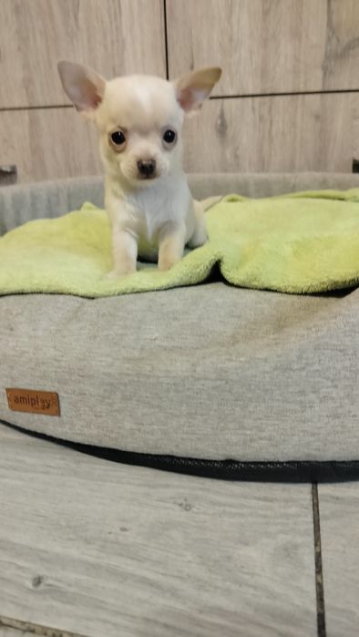 Śliczne szczenię -Chihuahua