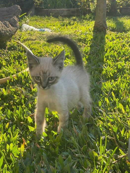 ADOÇÃO de  Gatinhos