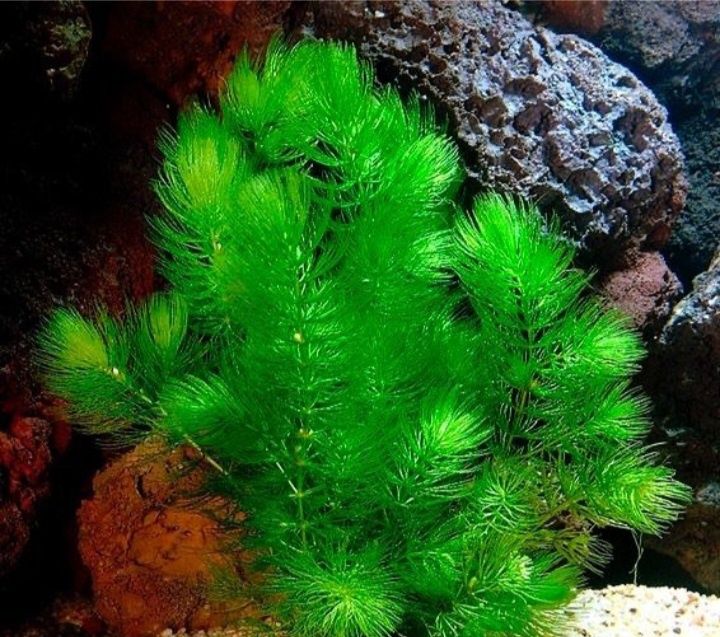 Мікс з 3-х акварослин(кожної по 2 шт)