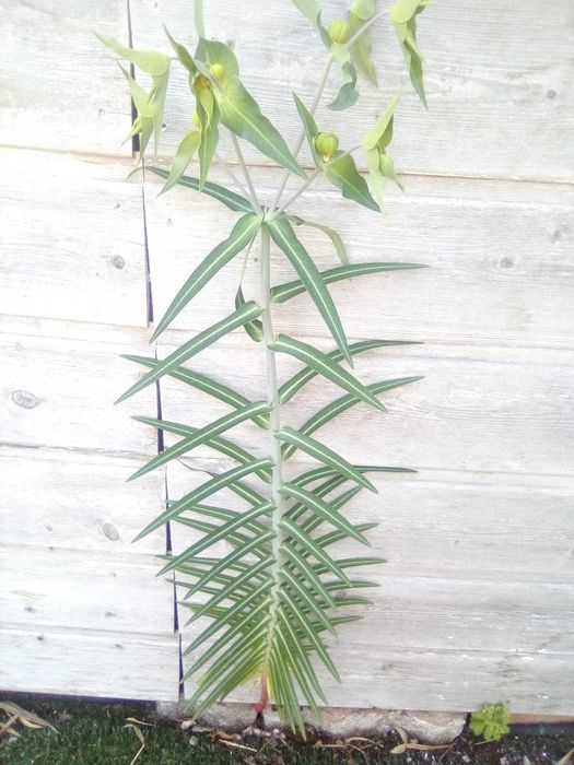 Planta que elimina as toupeiras