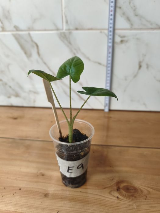 Lote de plantas baby
