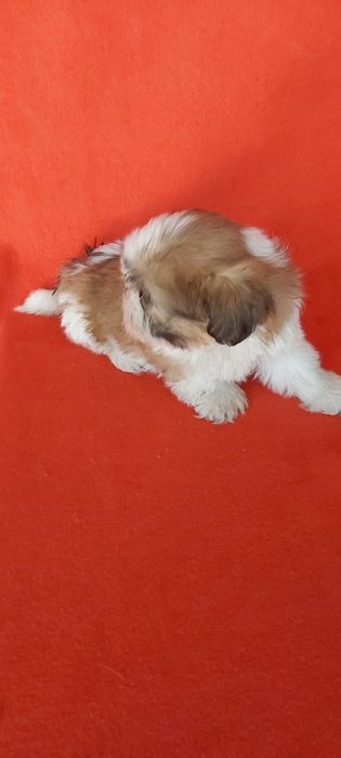 Shih-tzu magnifico