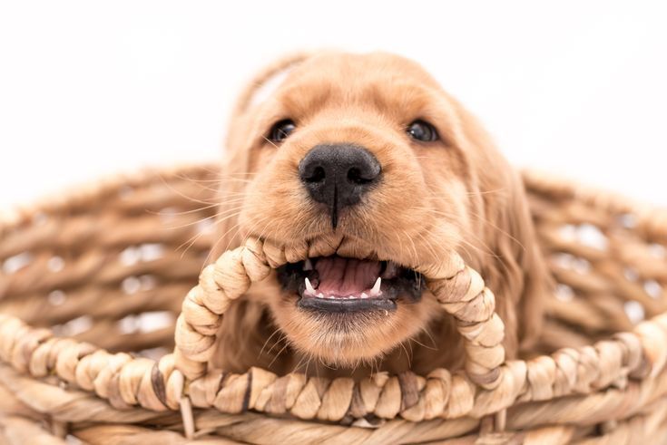 Англійський кокер-спаніель — дівчинка з теплим темпераментом і природн