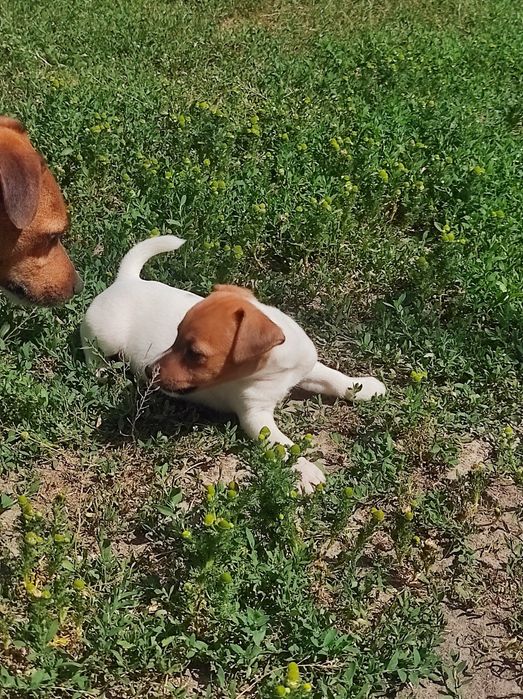 Щенки Джек Рассел мальчики