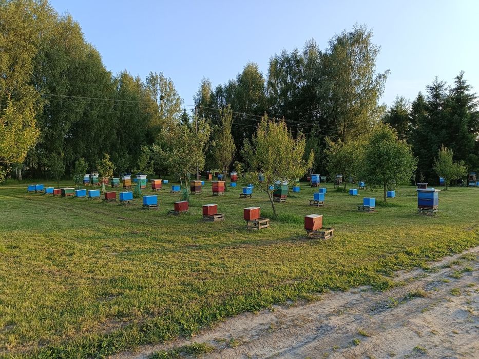 Wykonam odkłady na ramce ostrowskiej