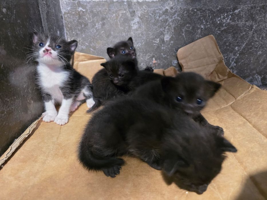 Gatinhos lindos  para adopção.