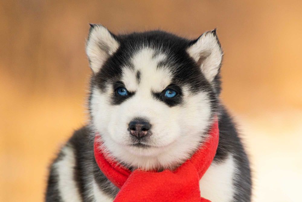 Цуценята хаскі з блакитними очима