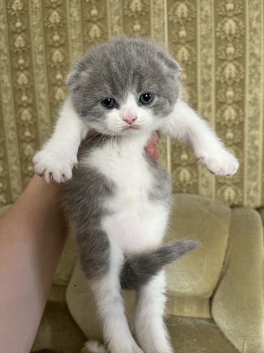 Продам котят британцев