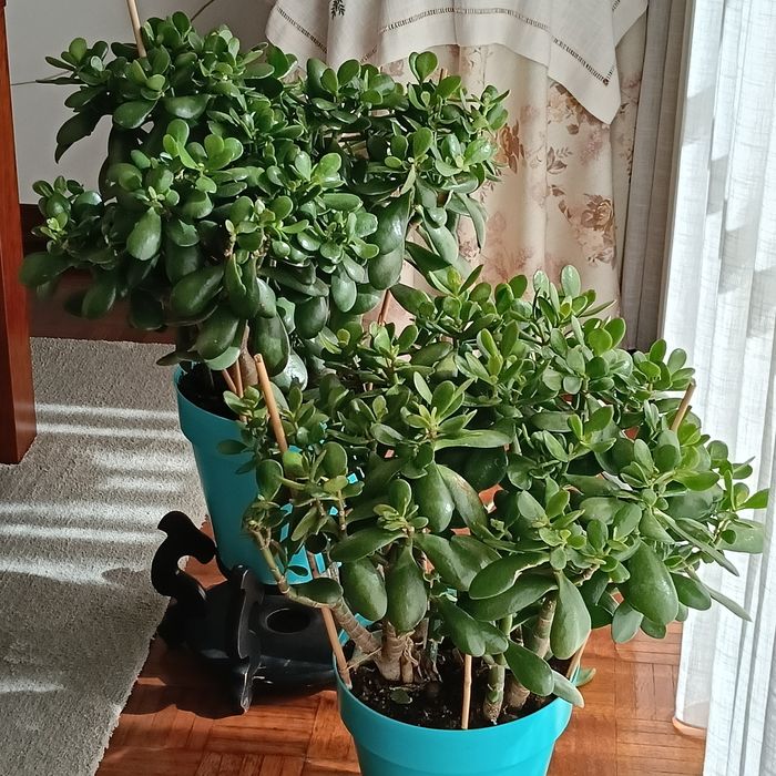 Campo Grande - Vendo Plantas