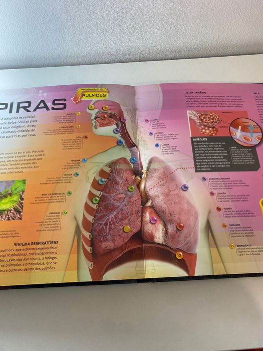 O incrível corpo humano