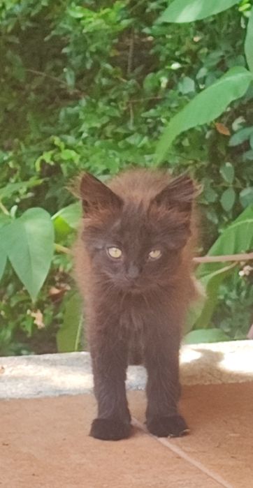 Gato para adoção