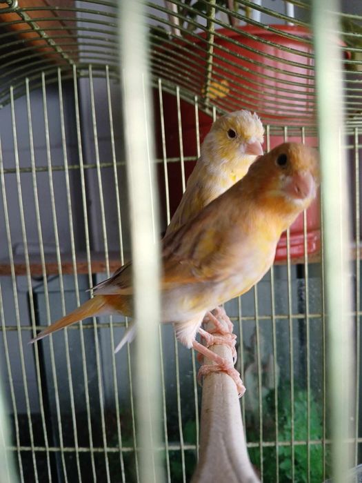 Canarios lindos 2024