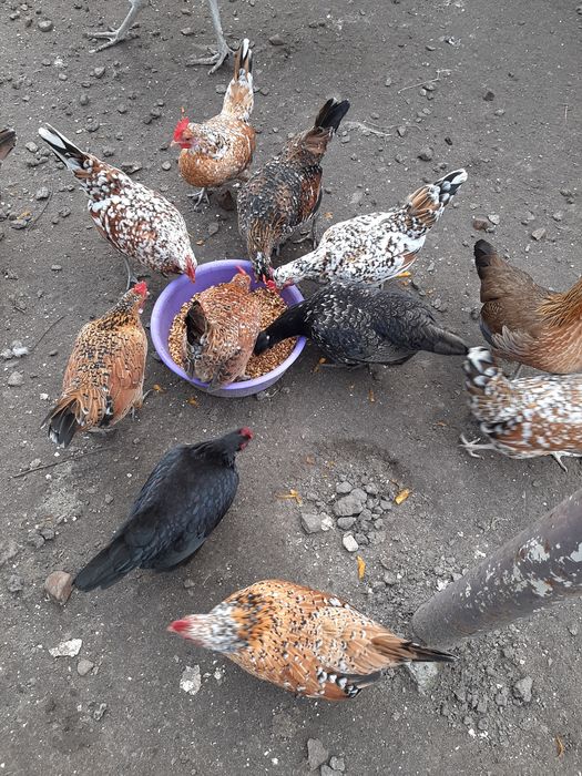 Бентамки (корольки мини куры