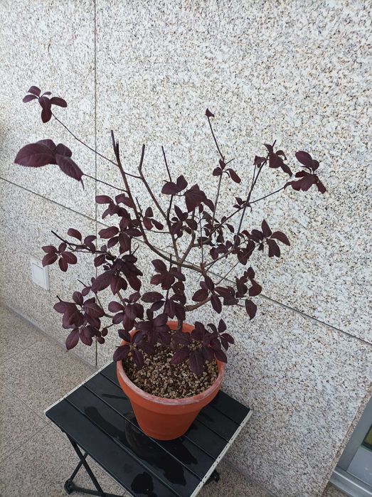 Ameixoeira Púrpura - 5 anos